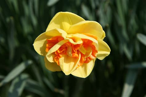 Narcissus ‘Kiwi Sunset’ – Plants – Oak Leaf Gardening